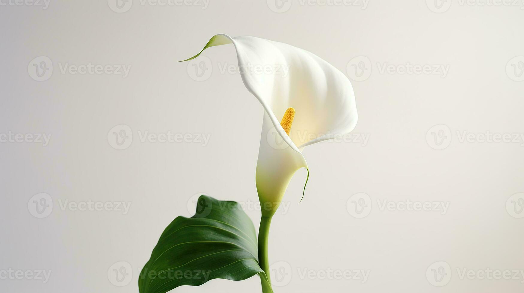 foto do lindo calla lírio flor isolado em branco fundo. generativo ai