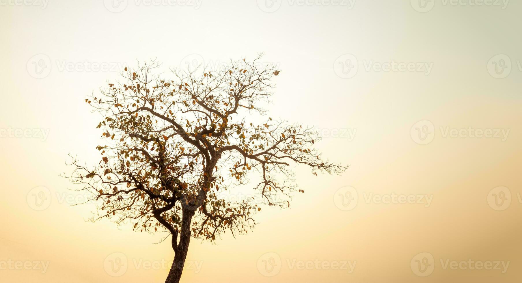 lindo em forma árvores dentro a céu às nascer do sol. foto