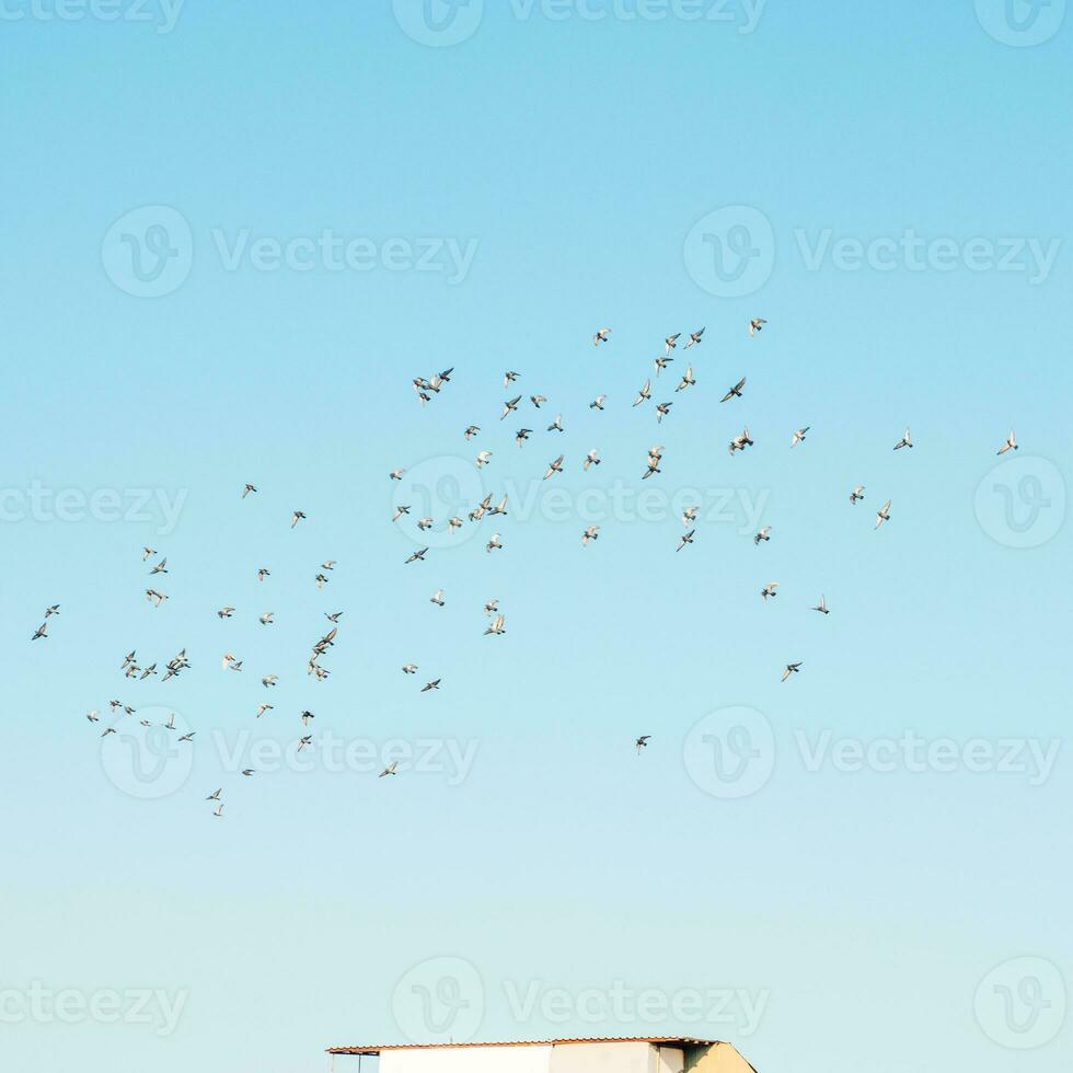 uma rebanho do pássaros vôo dentro a azul céu foto