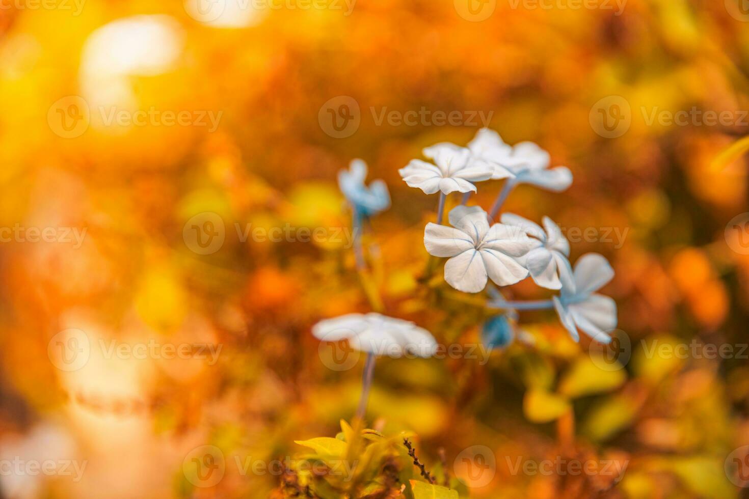 suave azul florescendo flores dentro pôr do sol, lindo fechar-se. pacífico natureza foto, caloroso pôr do sol cores, Sol raios. Primavera verão flores natural luz solar. inspirado natureza fundo foto