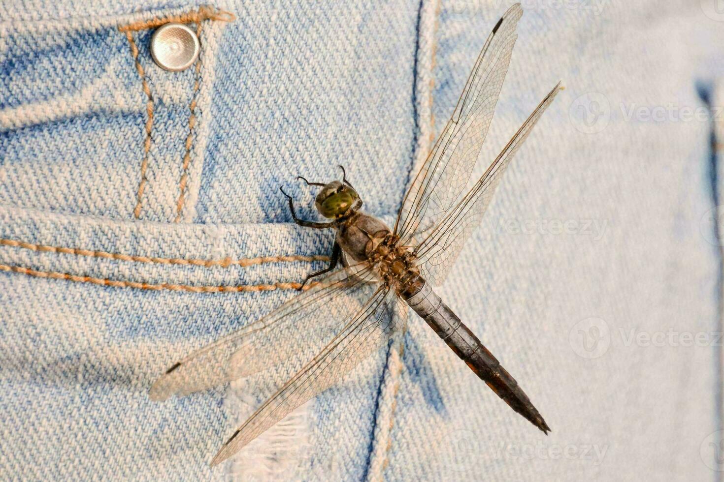 uma libélula é sentado dentro a bolso do uma par do jeans foto