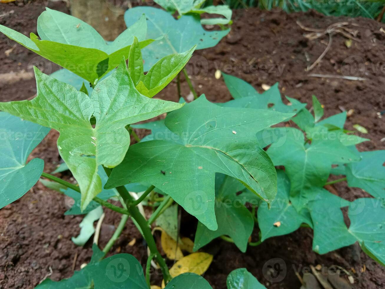 fresco verde couve folhas, a ásia tipo do vegetal. para social meios de comunicação publicar, rede, restaurante foto