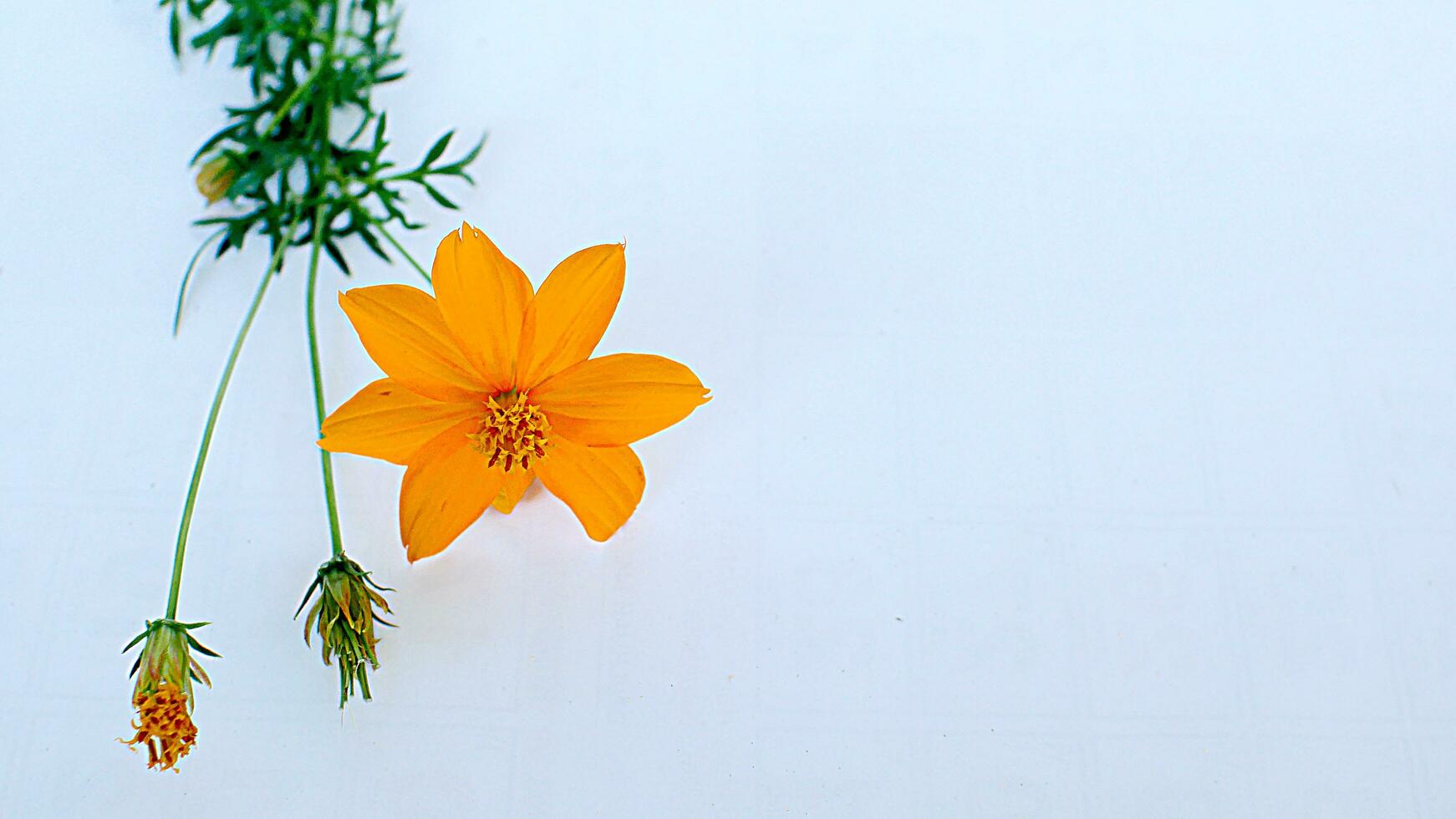 linda flor em um fundo branco foto