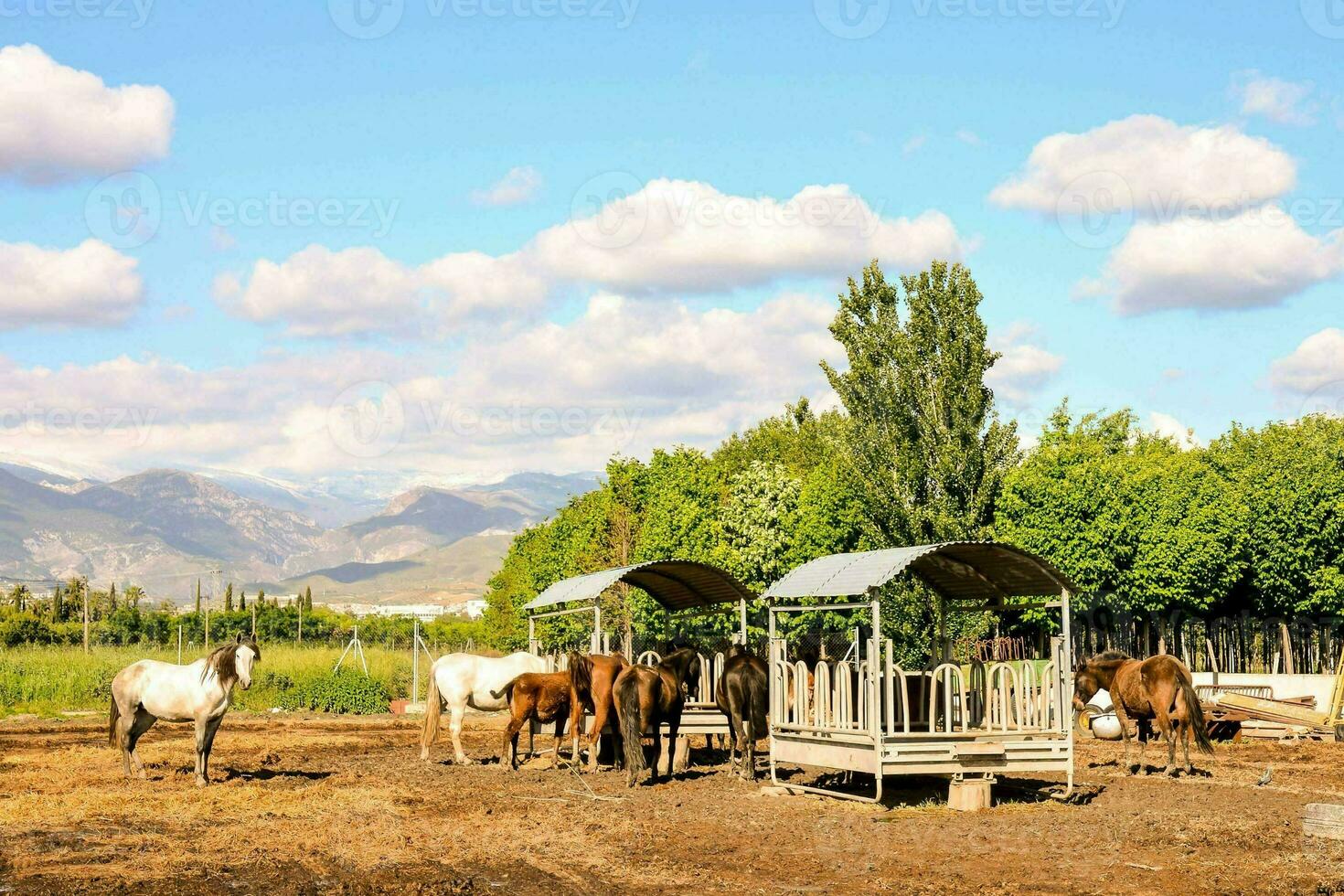 cavalos em uma Fazenda com montanhas dentro a fundo foto