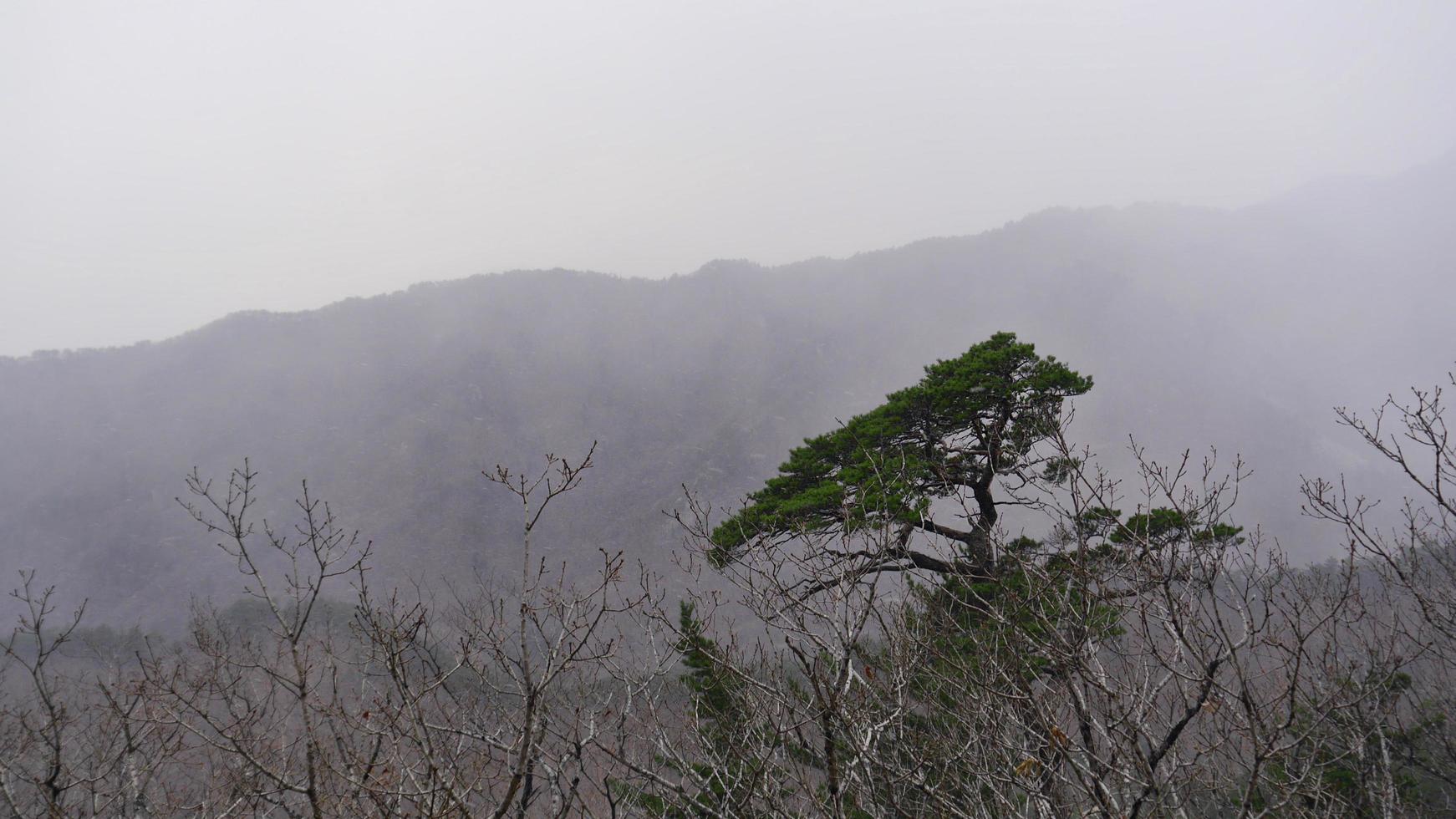 o pinheiro na tempestade de neve. Parque Nacional Seoraksan, Coreia do Sul foto