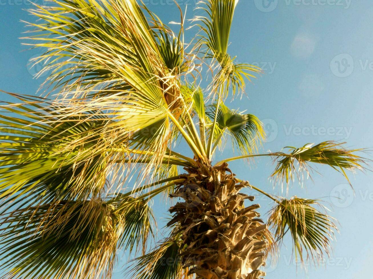 uma Palma árvore com uma azul céu dentro a fundo foto