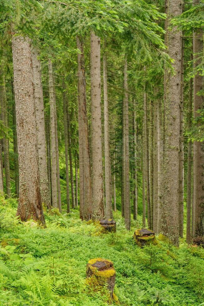 caminhada dentro a austríaco Alpes foto