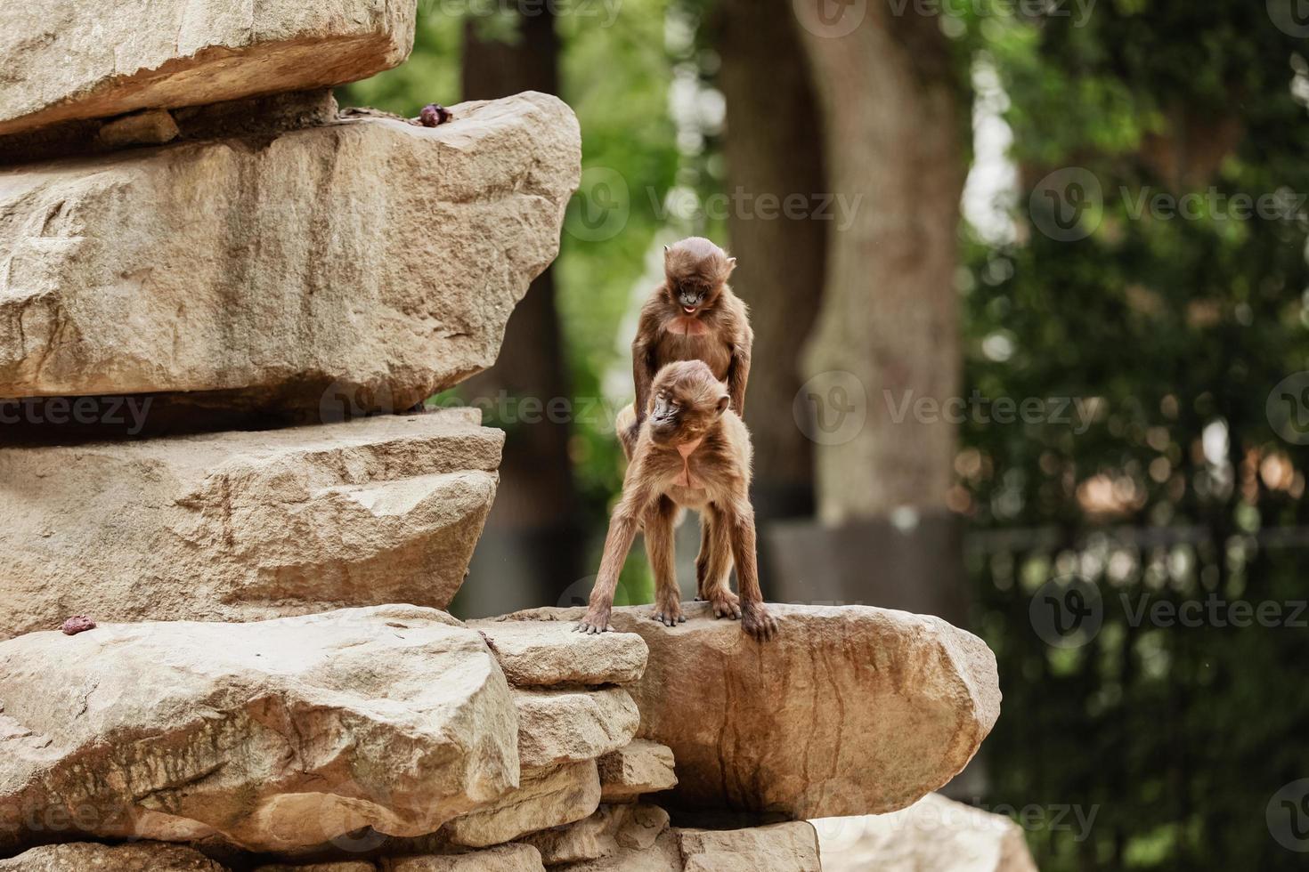 dois macacos apaixonados nas pedras, lopburi. saguis fazem sexo na natureza. macaco no zoológico foto