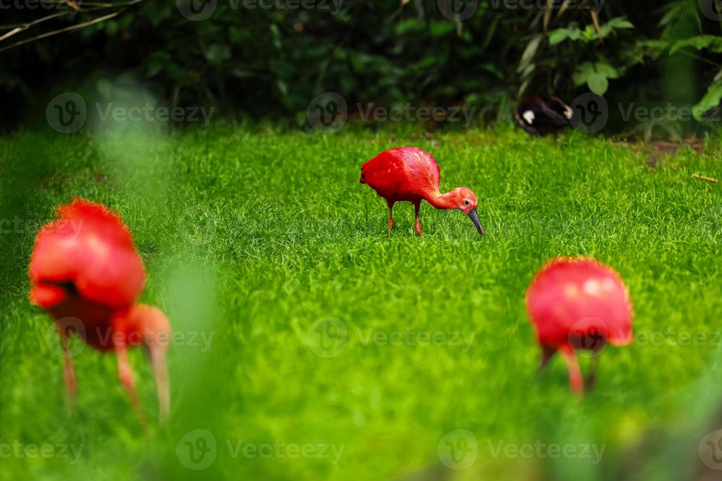 íbis vermelhos em fundo de grama verde natural foto