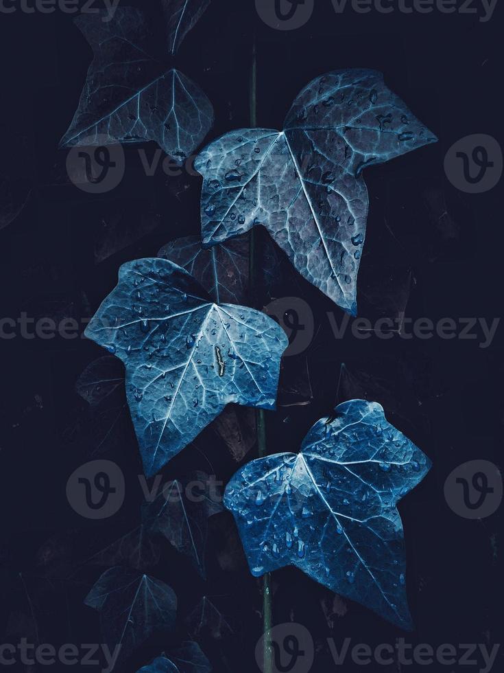 folhas da planta azul na natureza na primavera foto