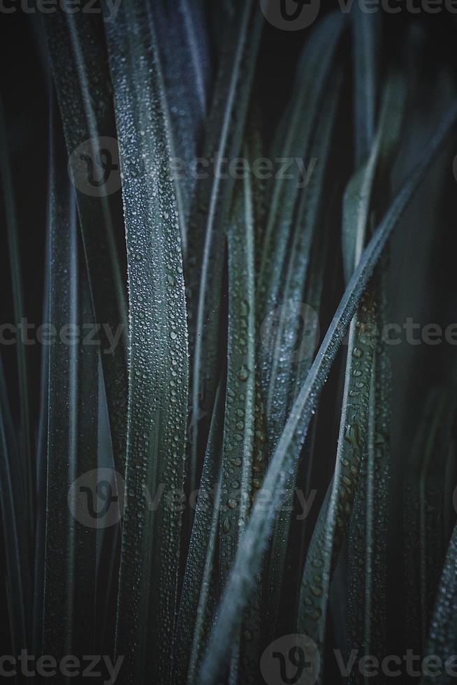 folhas verdes da planta na temporada de verão foto