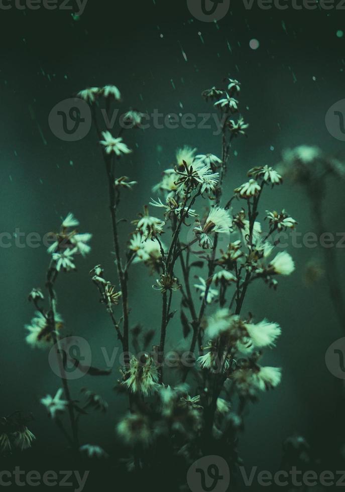 planta de flores secas na natureza foto