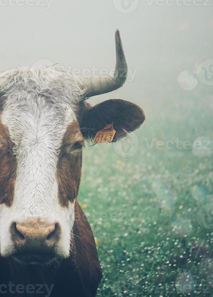 retrato de vaca marrom no prado foto