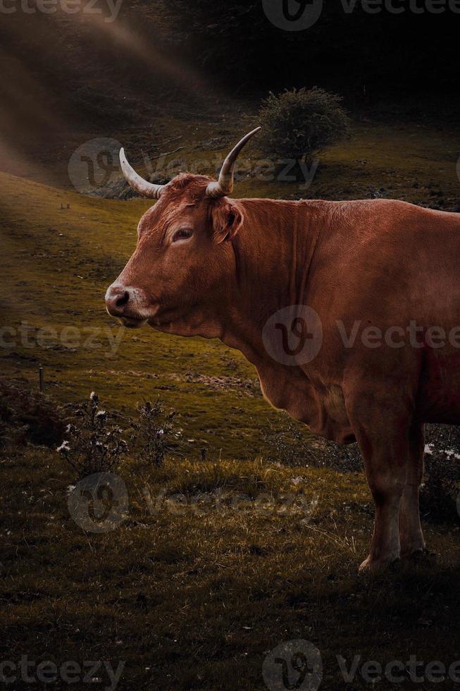 retrato de vaca marrom no prado foto