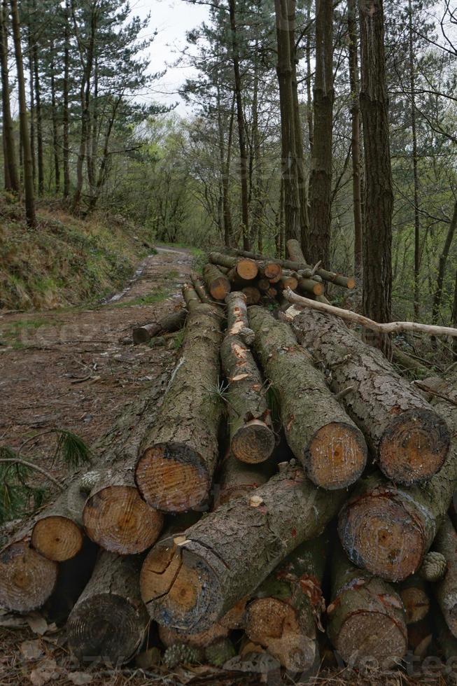 árvores na floresta na primavera foto