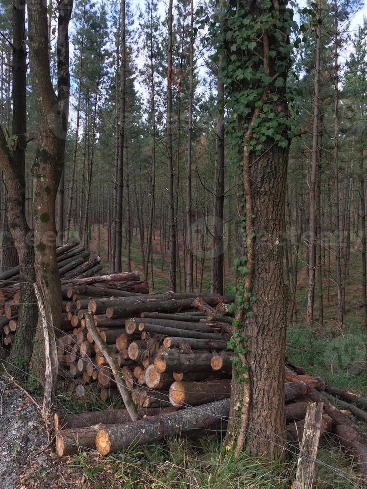 árvores na floresta na primavera foto