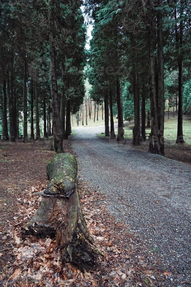 estrada com vegetação verde na floresta foto