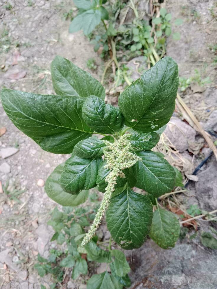 espinafre plantar. cru orgânico vegetal dentro jardim. foto