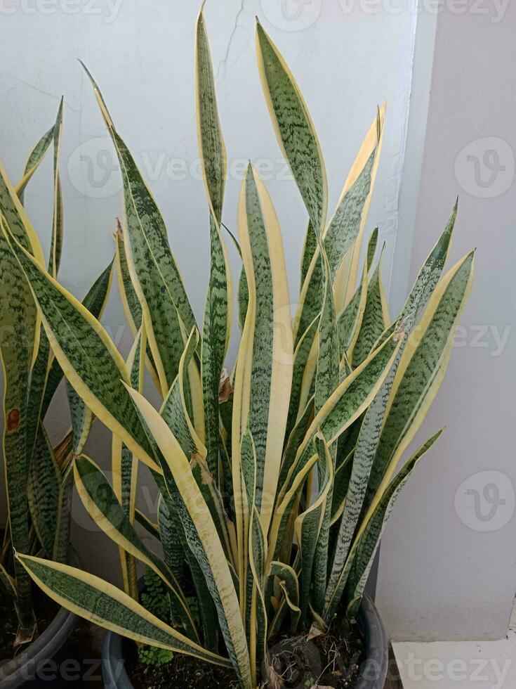 Sansevieria trifasciata plantar. serpente plantar dentro em vaso. foto