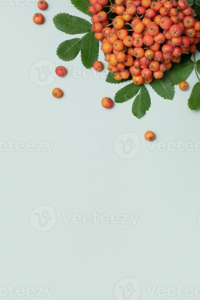 composição de outono com bagas de rowan e folhas vista superior na composição de fundo verde pastel com espaço de cópia foto
