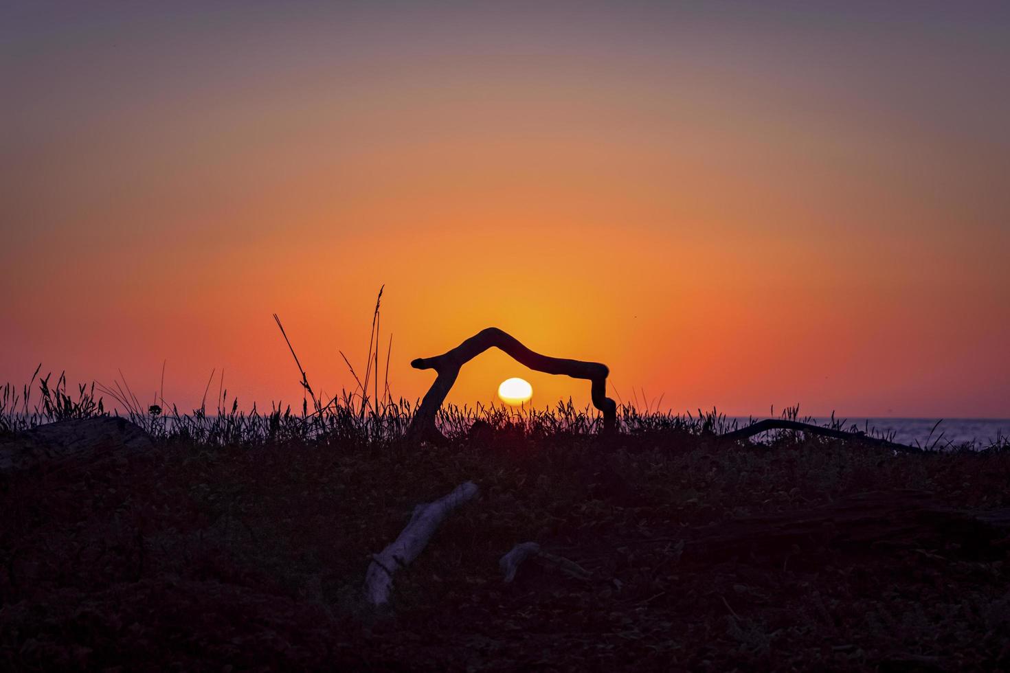 pôr do sol através de troncos foto