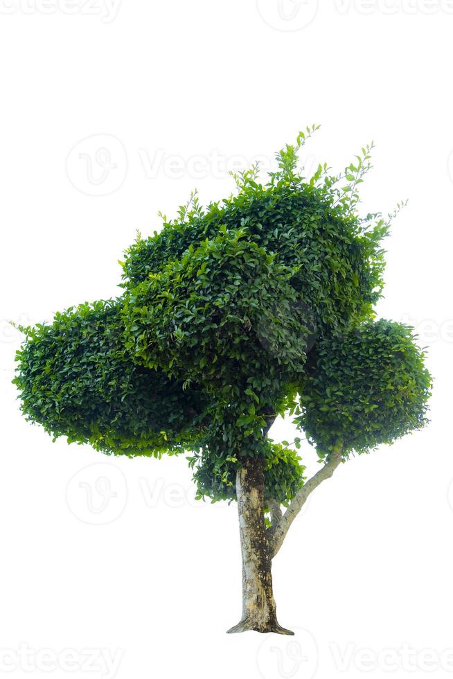árvore bonsai, folhas verdes, isoladas em objetos naturais de fundo branco foto