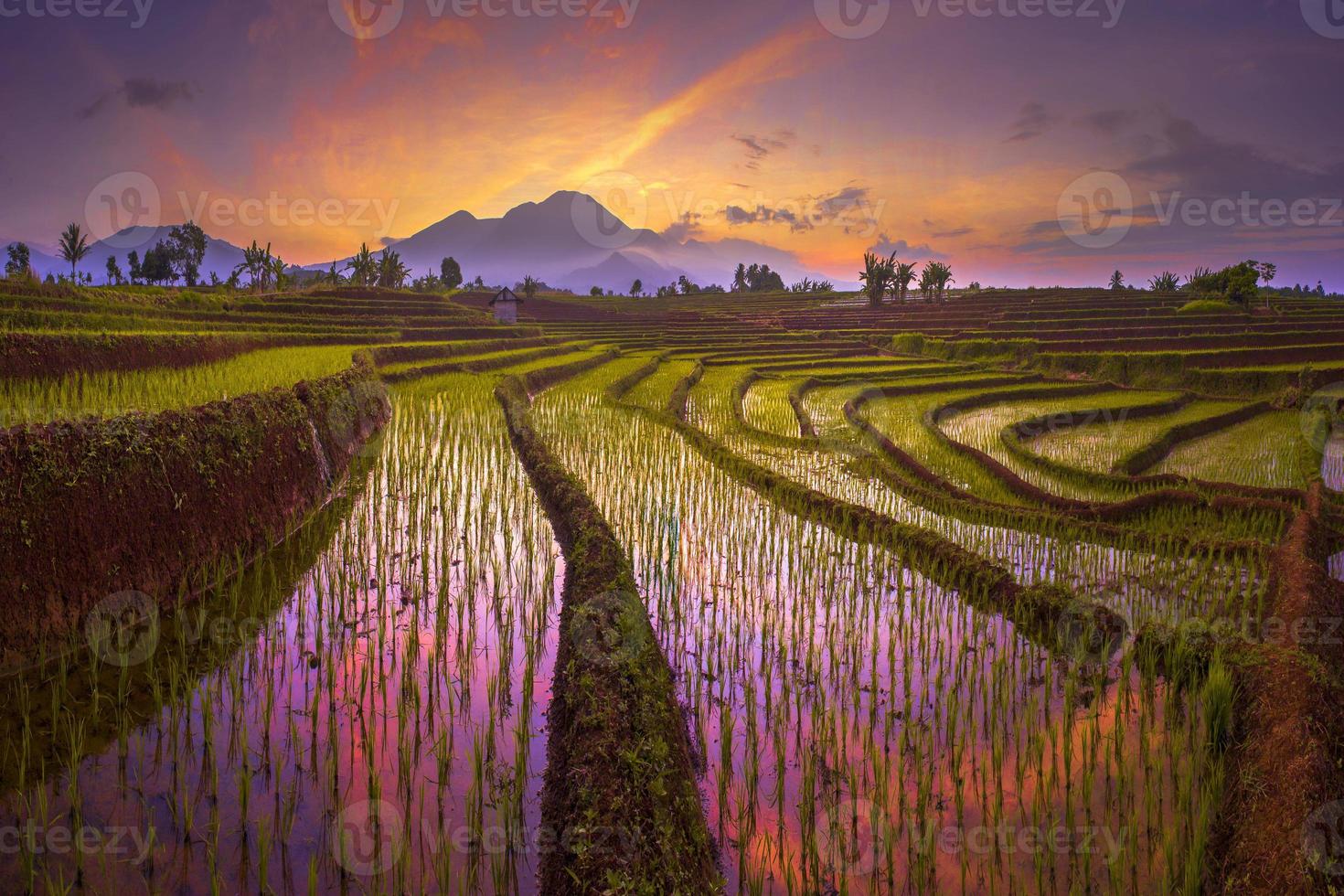 nascer do sol da manhã em campos de arroz no norte de bengkulu, ásia, indonésia, beleza, cor e luz natural do céu foto