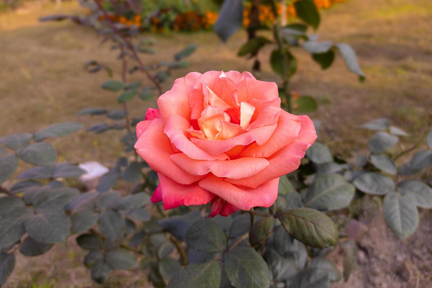 close-up de uma linda flor rosa laranja com folhas verdes florescem no jardim. foto