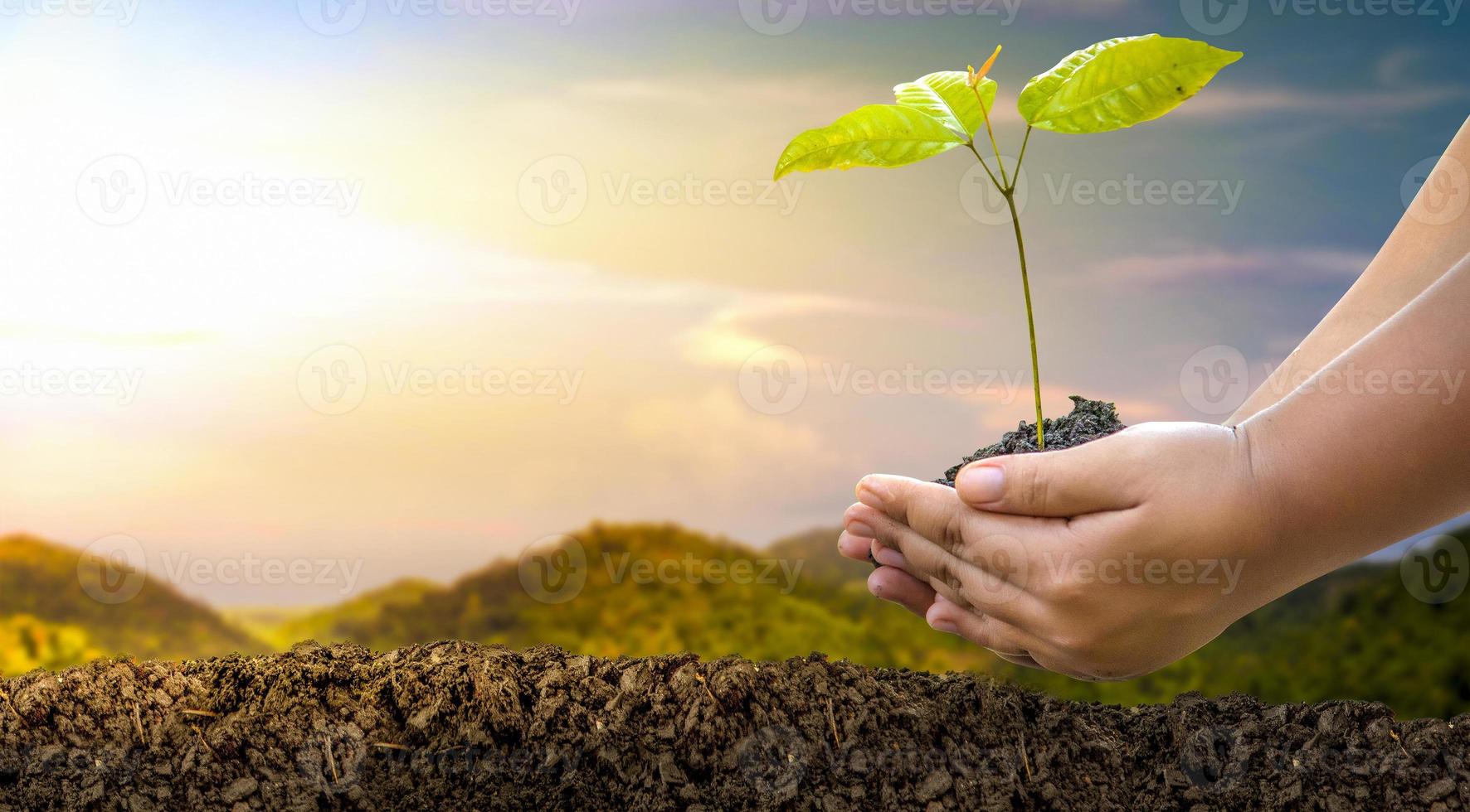 plantando pequenas árvores em uma montanha natural, conservação de conceitos florestais e dia da terra em telefones celulares, árvores plantadas na natureza, conceitos de conservação florestal foto