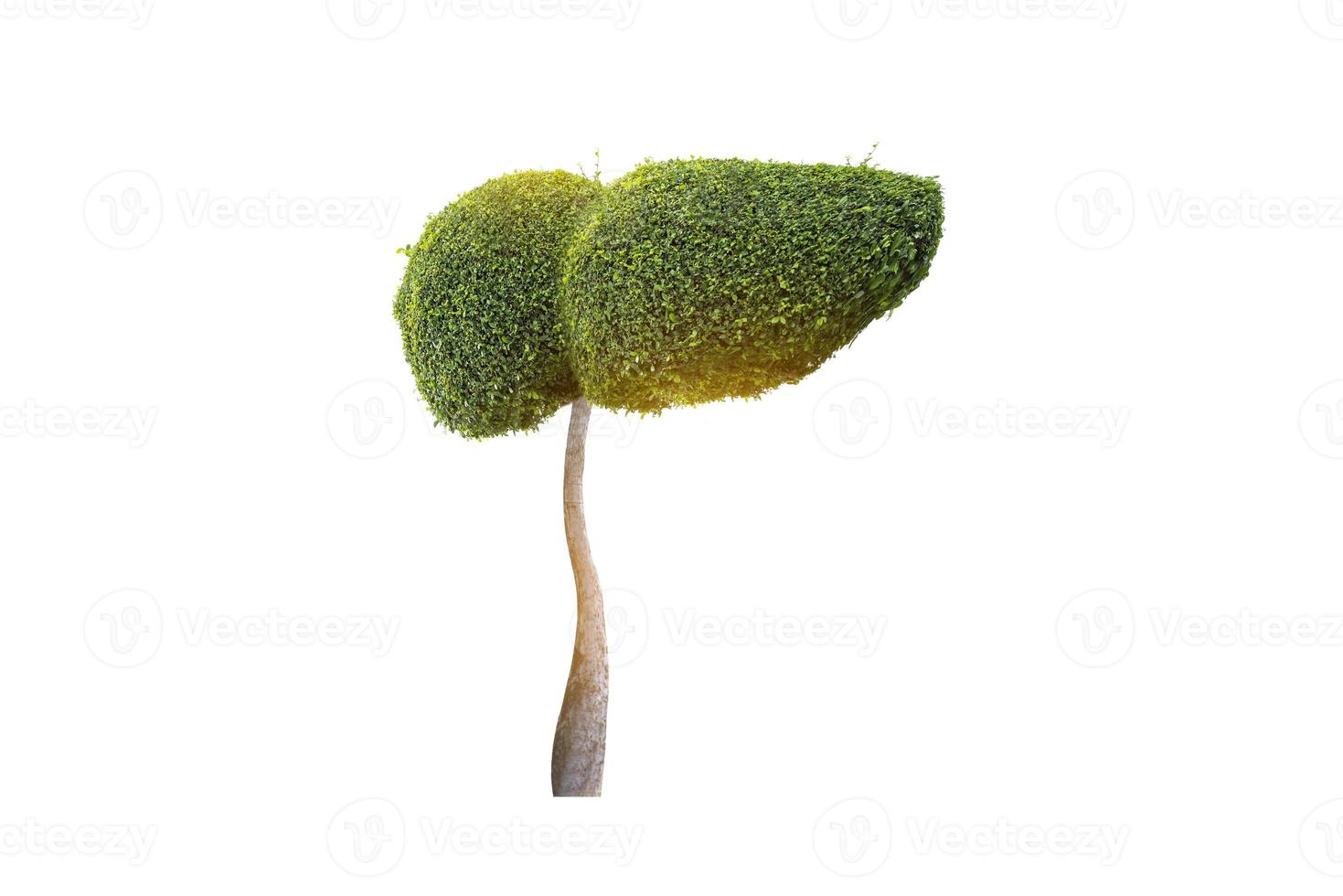 imagens realistas do fígado são formas de árvores verdes humanas sobre doenças e ambiente de cirrose foto