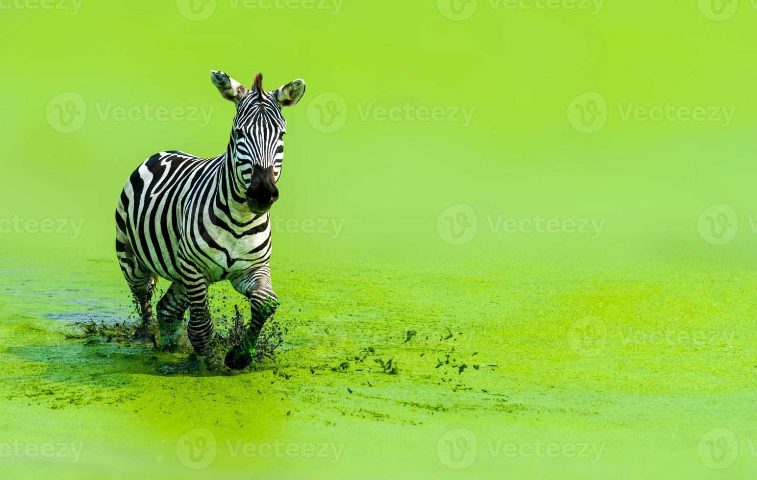 a zebra estava correndo graciosamente correndo na água verde foto