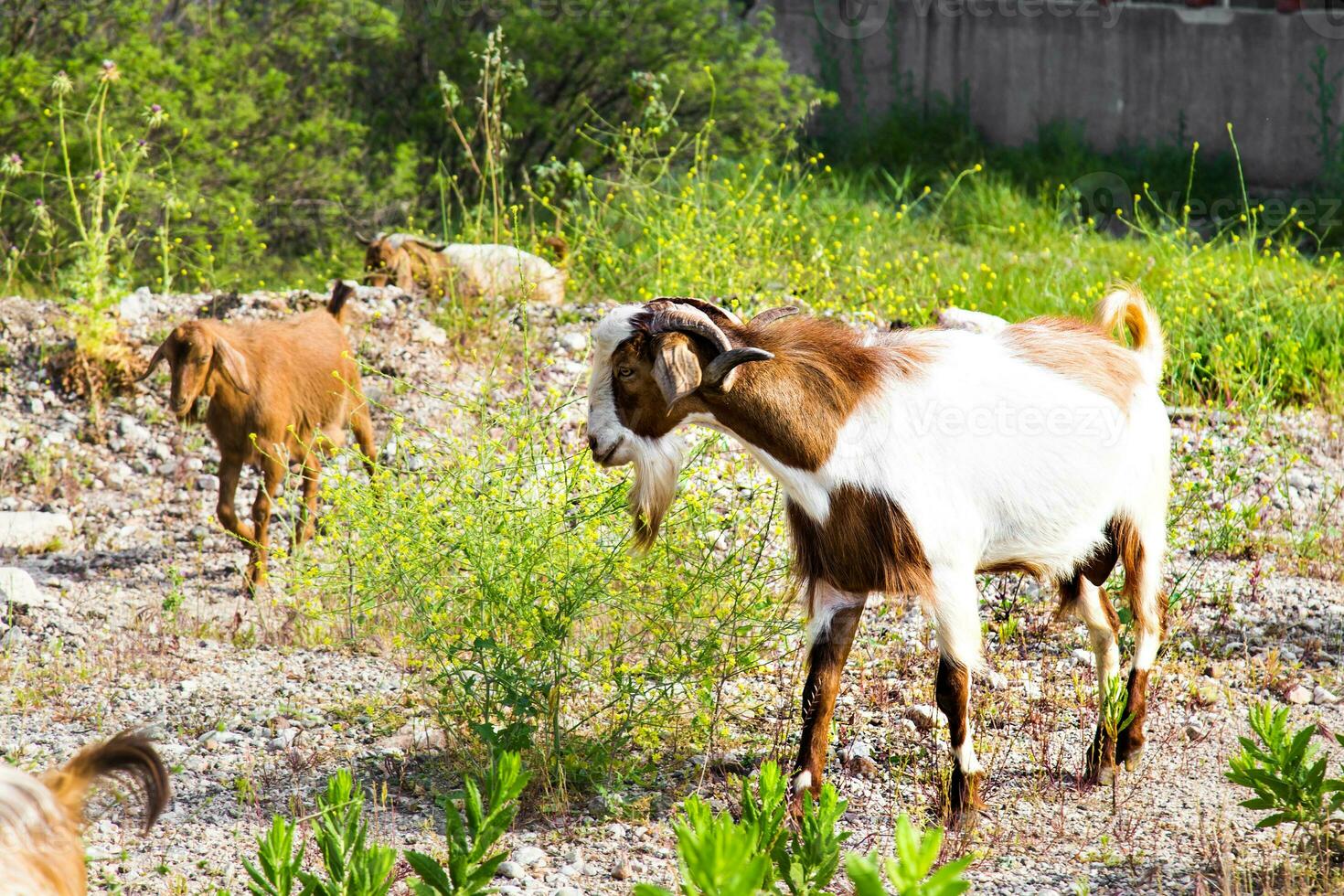 Peru gado, ovelha e gado em uma Fazenda foto