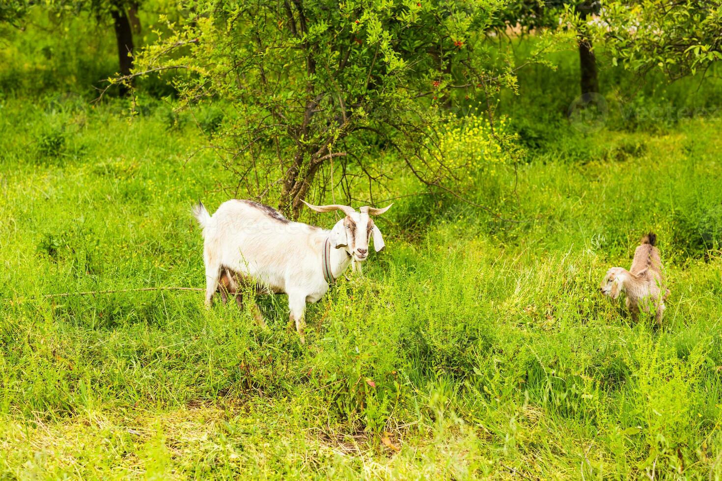 Peru gado, ovelha e gado em uma Fazenda foto