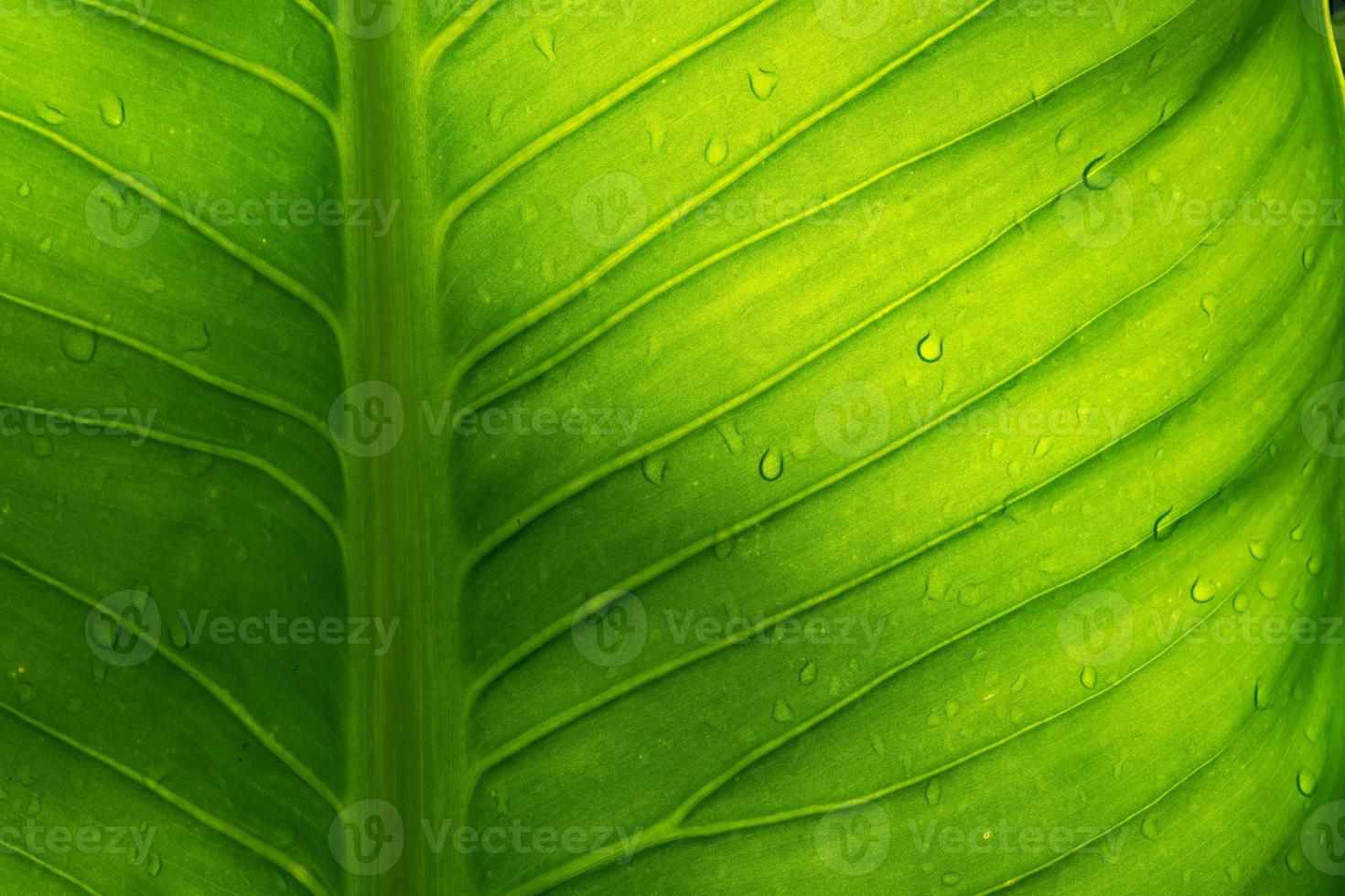 água no fundo da licença, natureza da folha verde foto