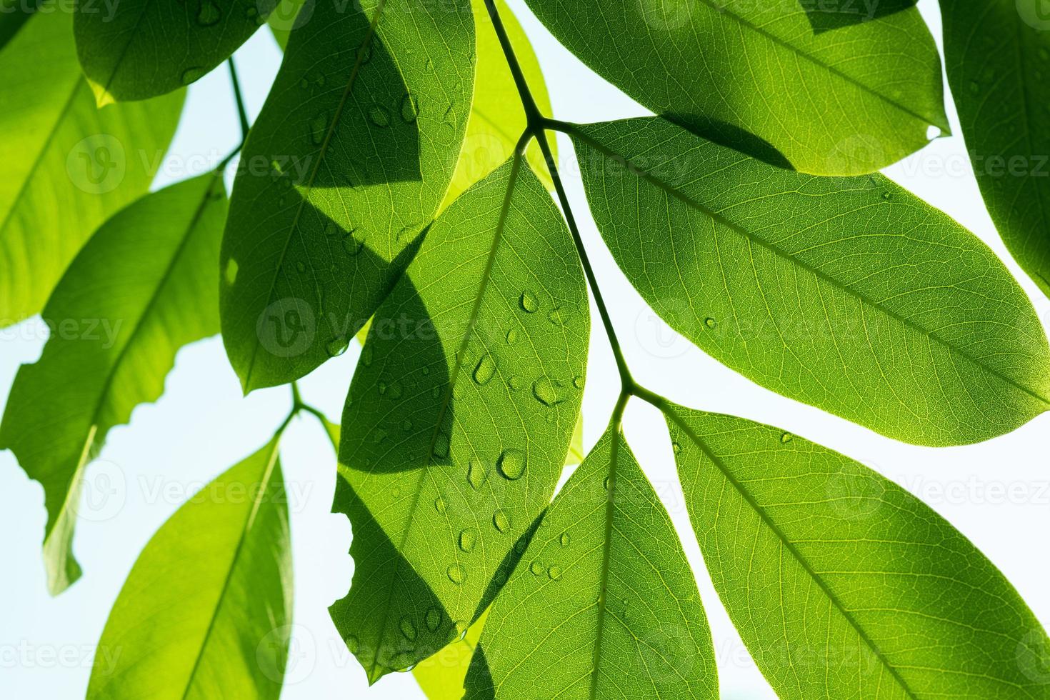 água no fundo da licença, natureza da folha verde foto