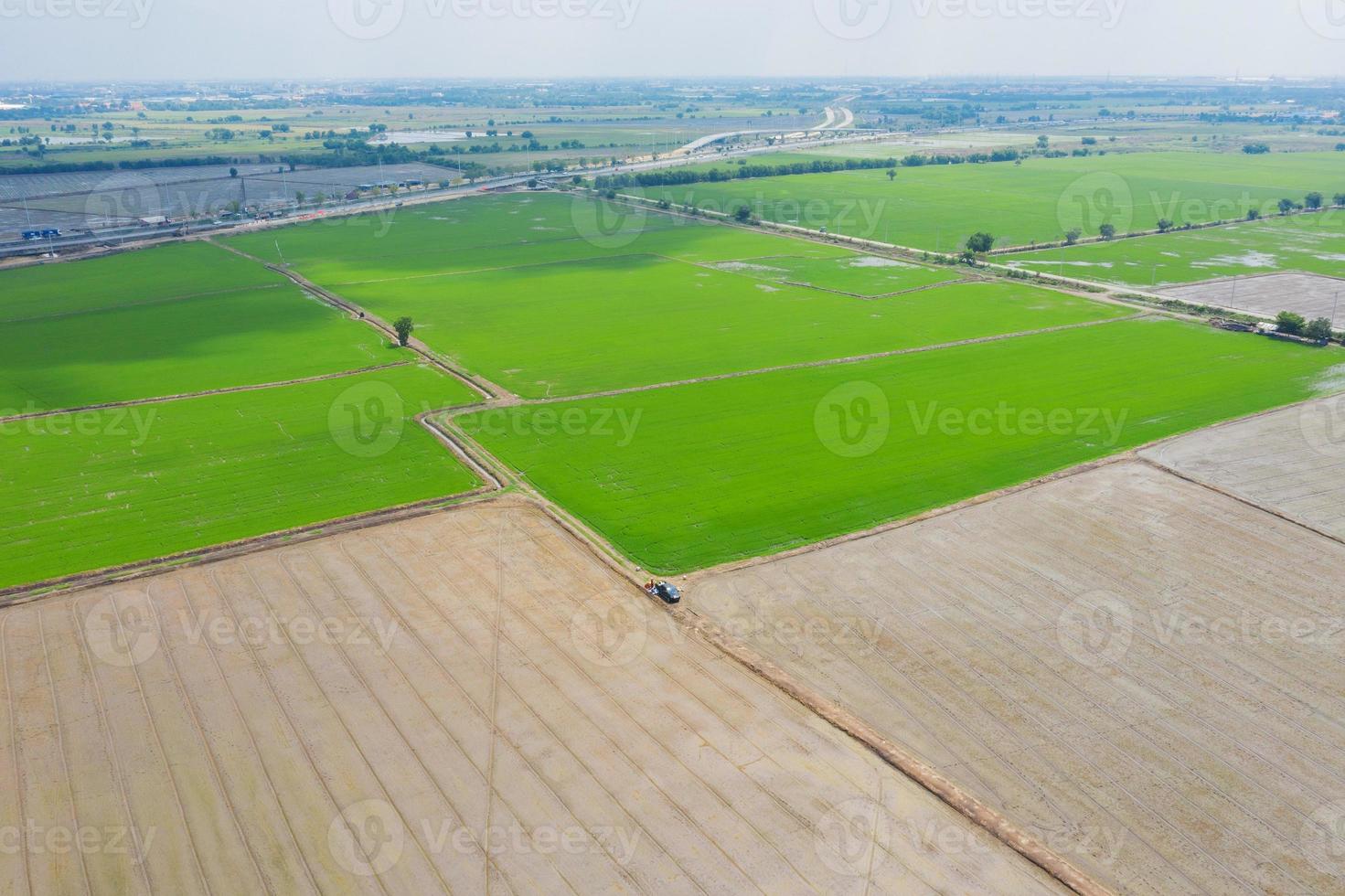 arroz de campo com paisagem verde padrão fundo da natureza foto