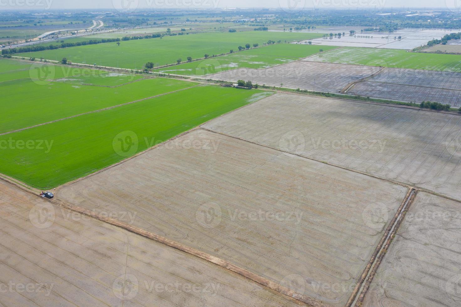arroz de campo com paisagem verde padrão fundo da natureza foto
