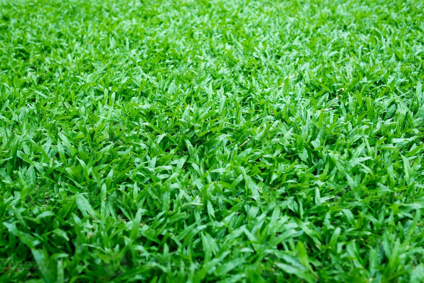 fundo de grama verde, campo de futebol foto