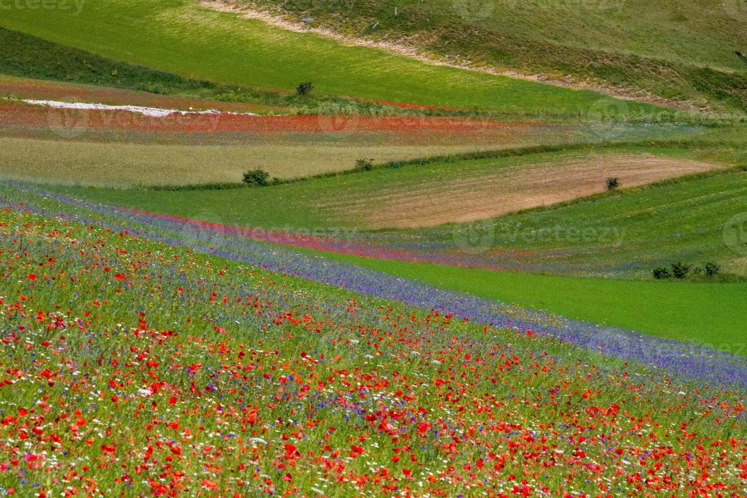 castelluccio di norcia e sua natureza florida foto