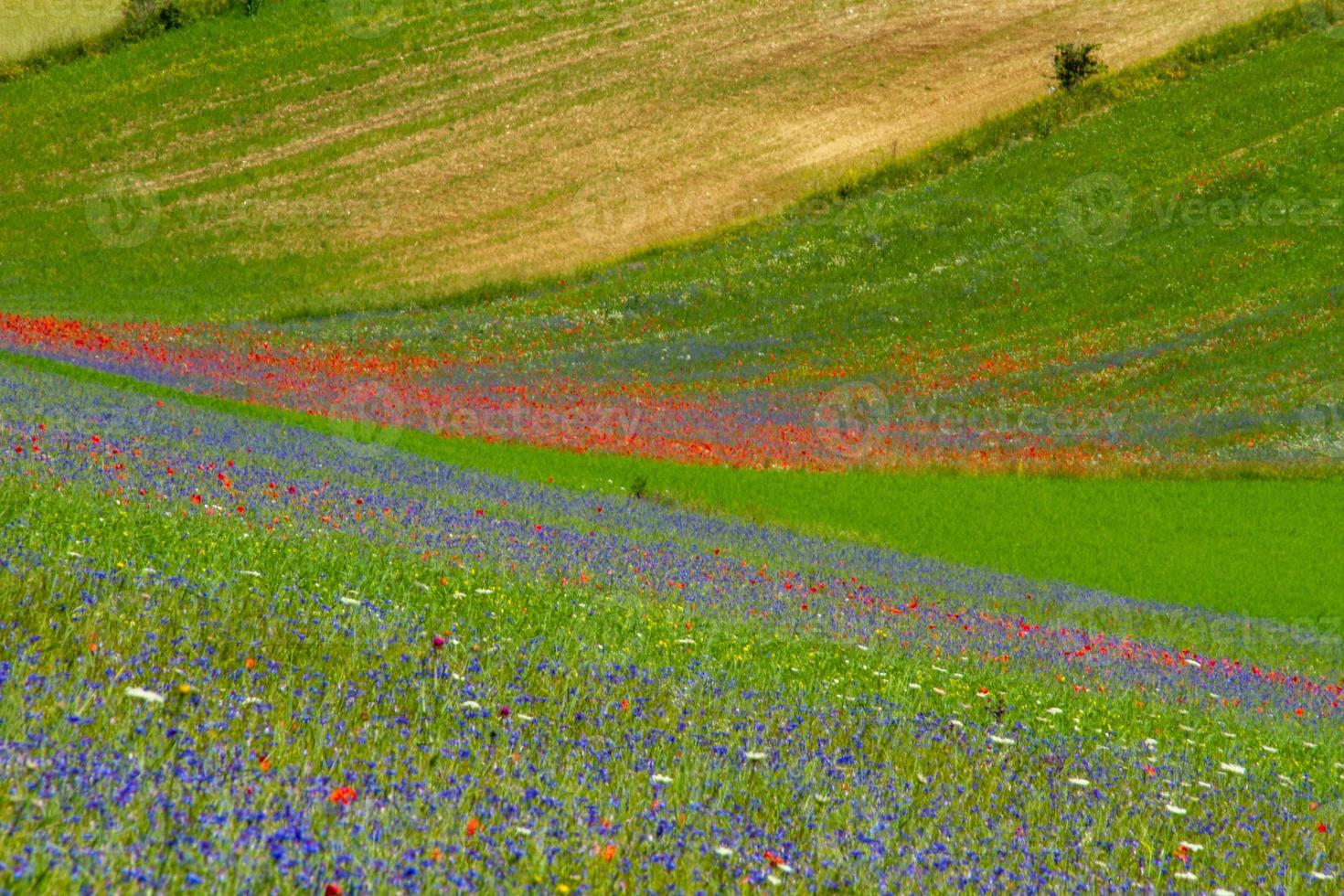 castelluccio di norcia e sua natureza florida foto