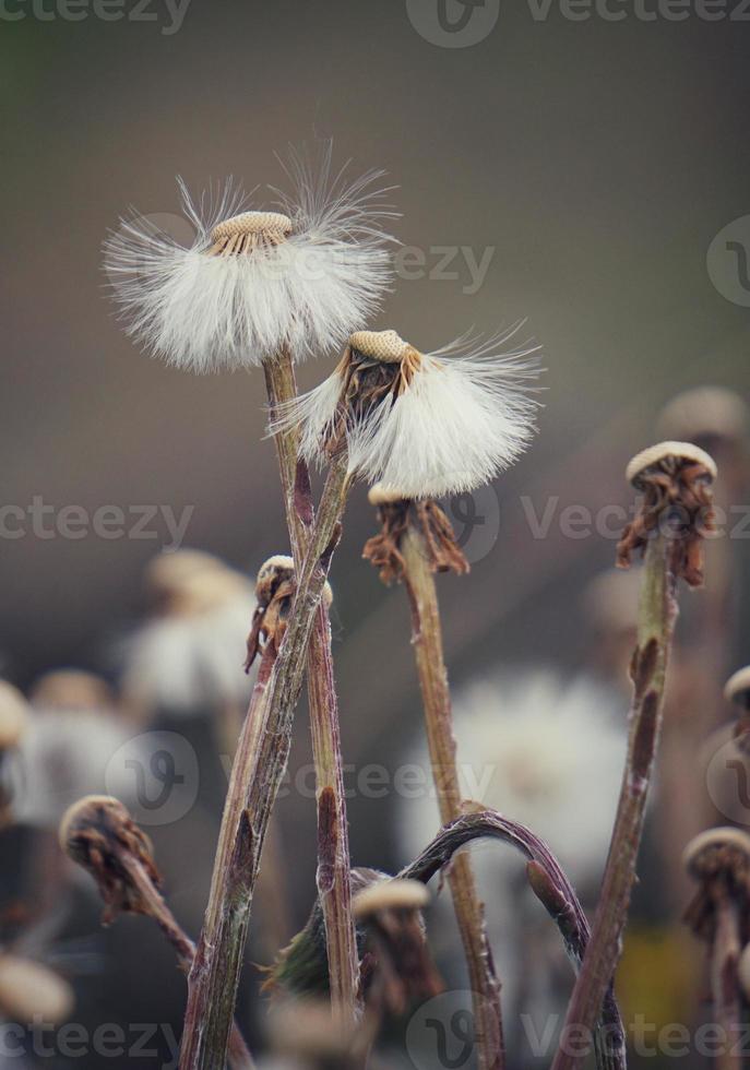 Semente de flor de dente-de-leão romântico na primavera foto