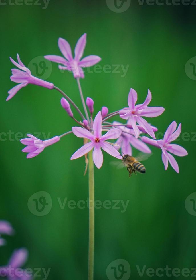 flores rosas românticas na primavera foto