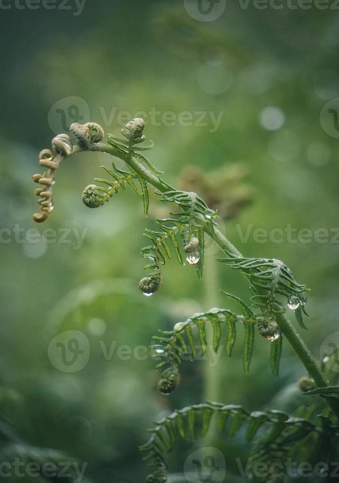 folhas verdes de samambaia na primavera foto