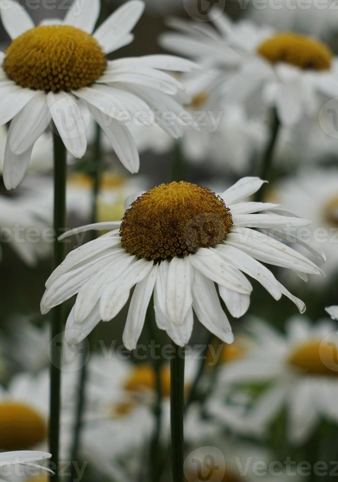 flor de margarida branca romântica no jardim na primavera foto