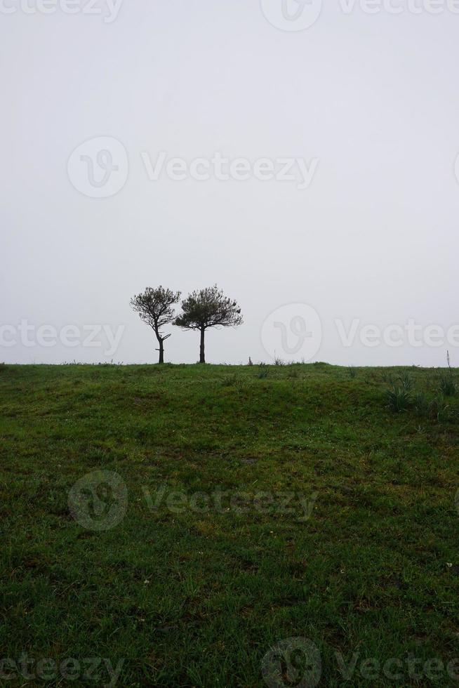 árvores na montanha foto