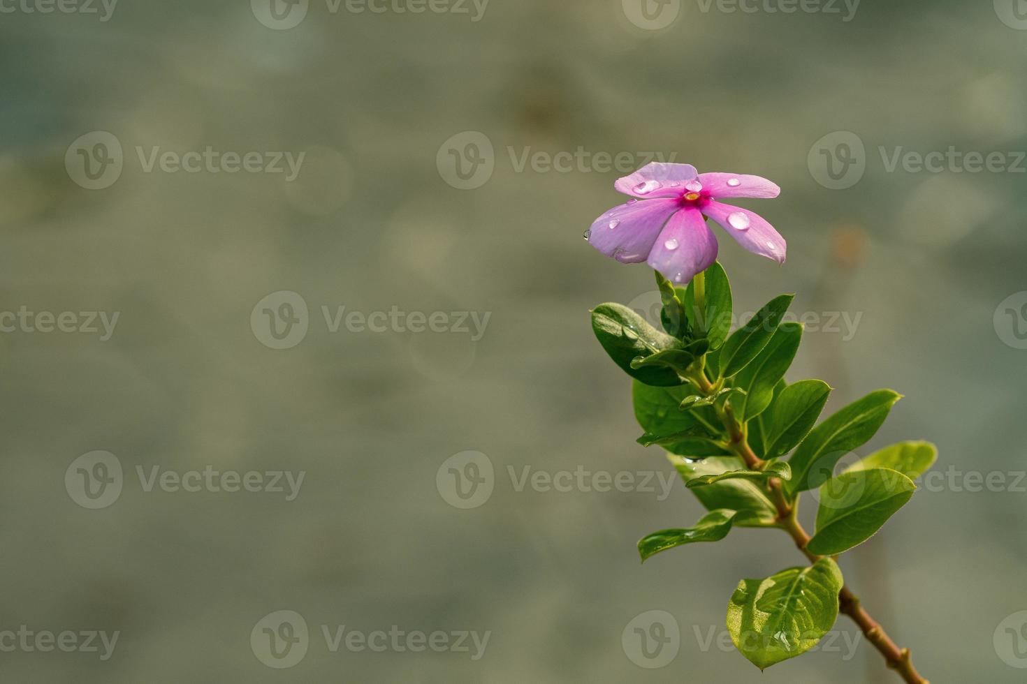 lindo fundo de flores, natureza colorida foto