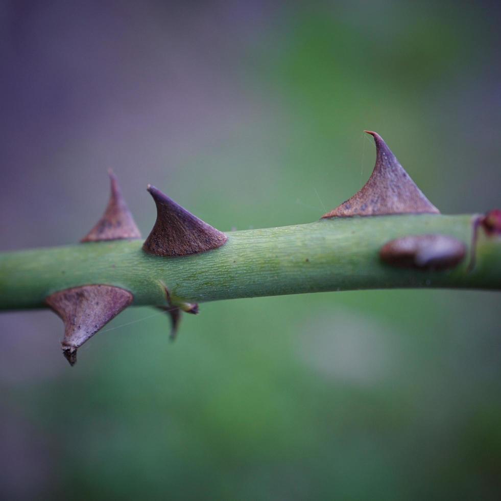 folhas da planta verde na primavera fundo verde foto