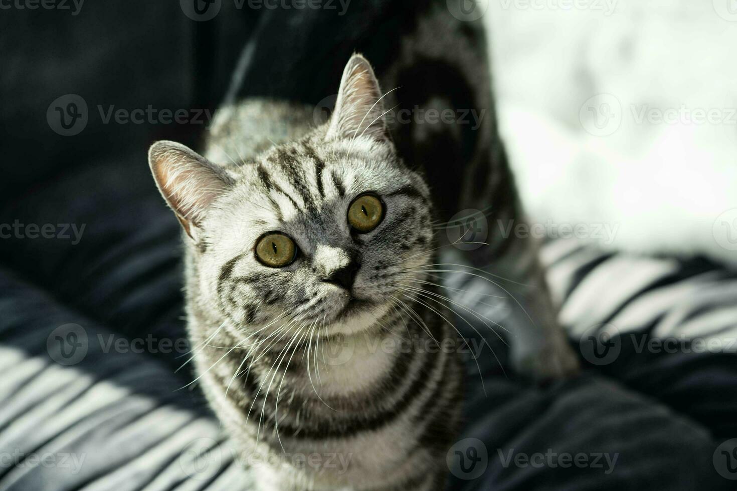 gato cinza de cabelo curto britânico foto