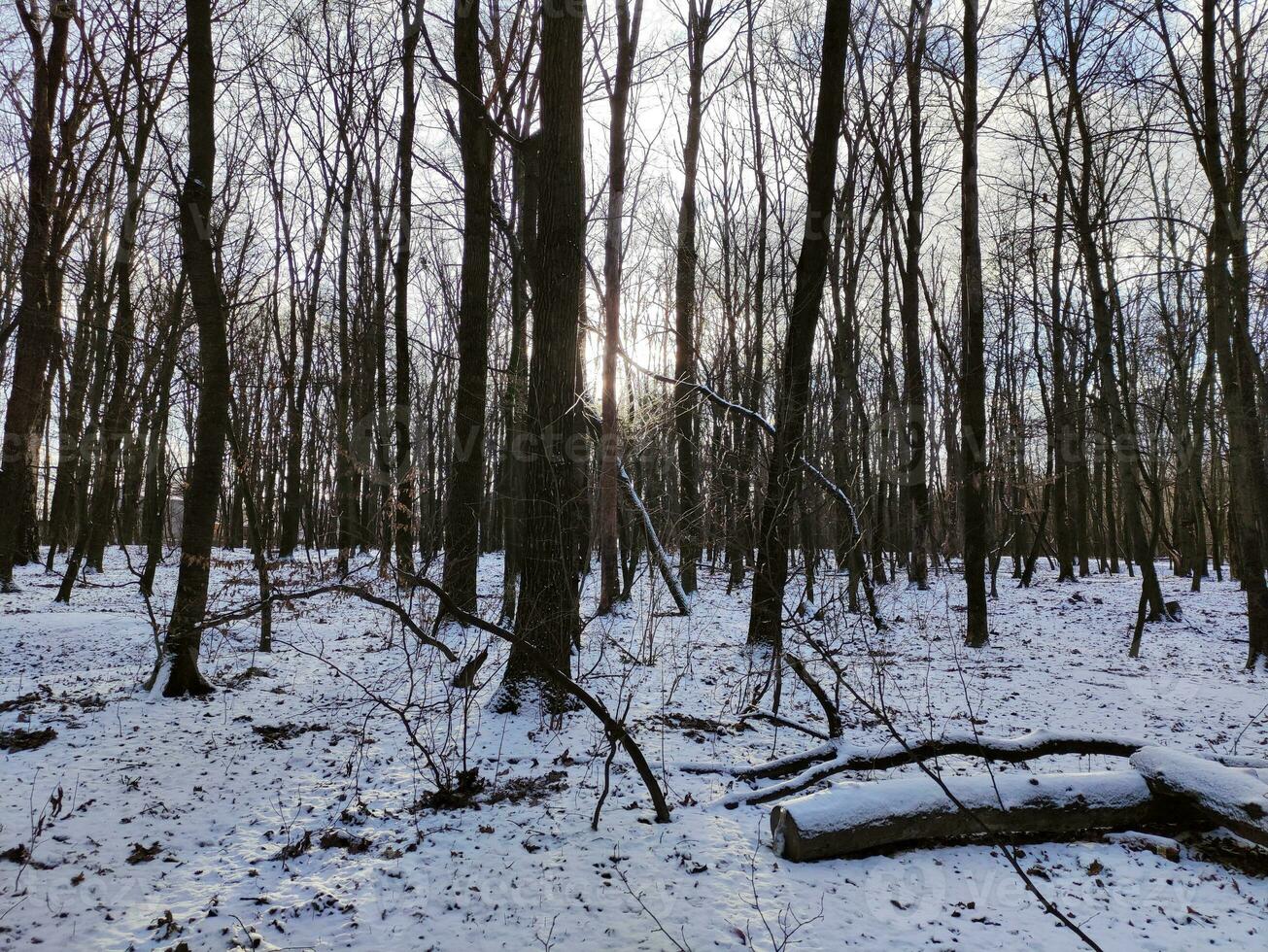 caminhando através a inverno floresta, ensolarado clima fundo foto