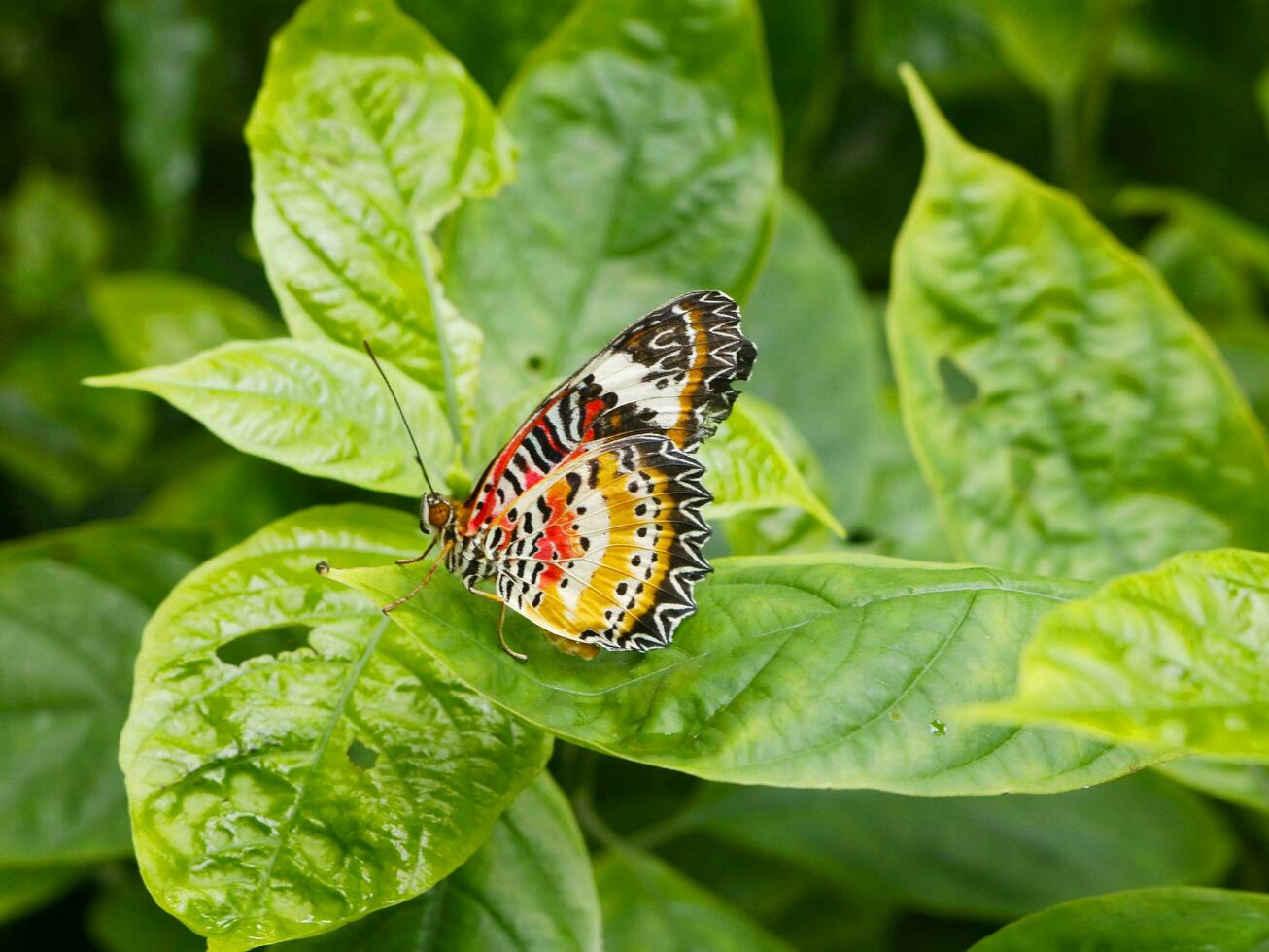 leopardo amarração borboleta em folha verde dentro jardim. foto